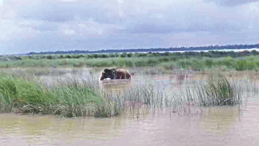 elephant waits for rescue.jpg