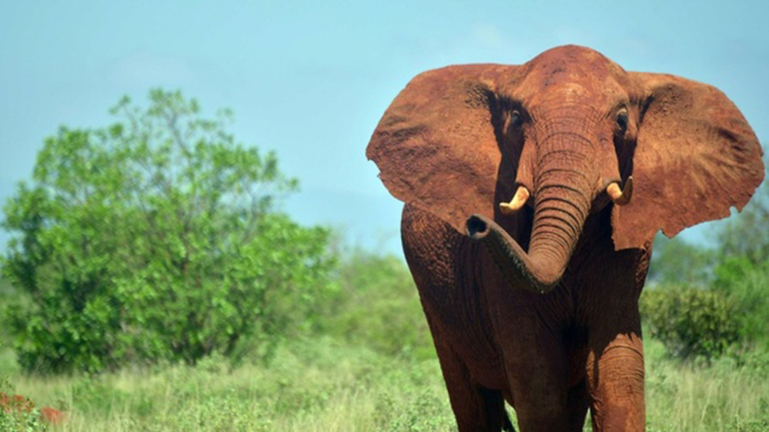 elephants-Africa.jpg