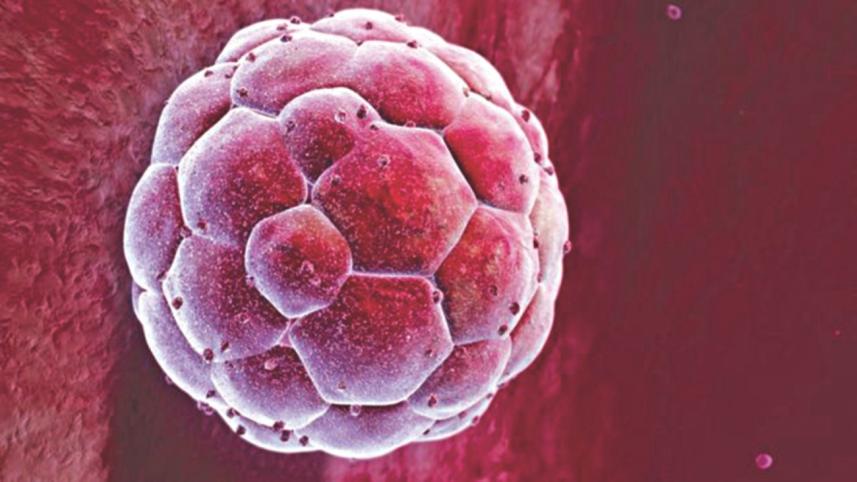 embryo.jpg