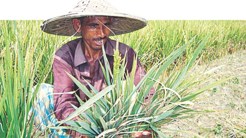 farmer_0.jpg
