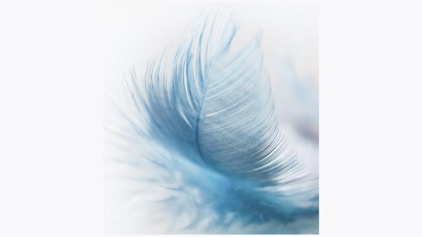Feather-tales