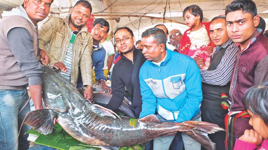 fish1.jpg