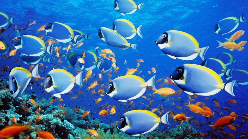 fish.jpg