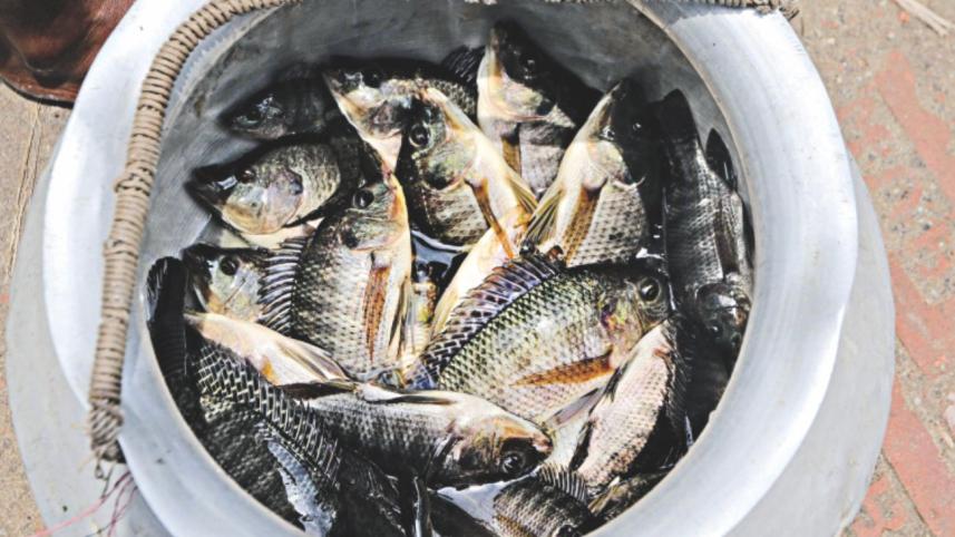 fish.jpg