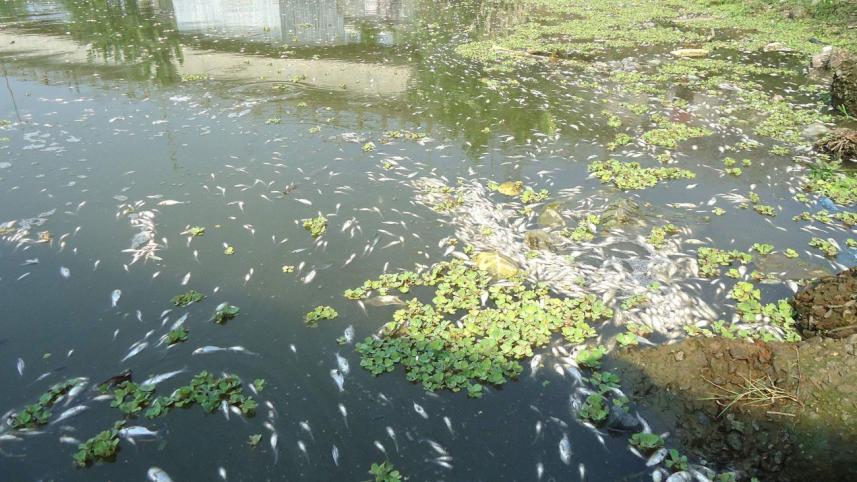 fish poisoned.jpg