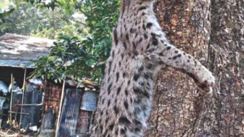 fishing cat.jpg