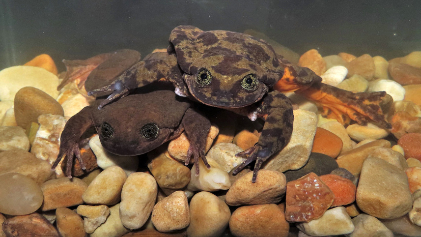frogs_afp.jpg