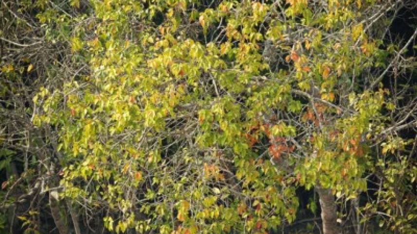 gawa tree.jpg
