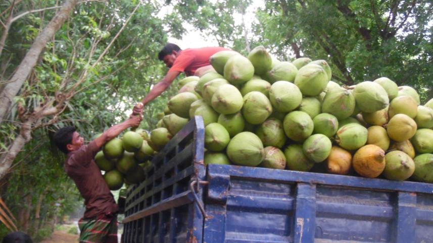 green coconuts.jpg