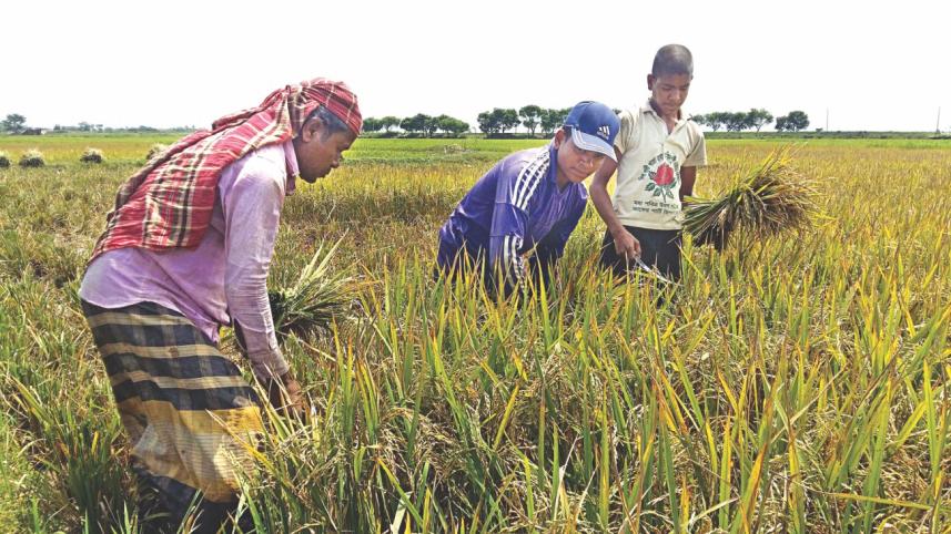 haor crops.jpg