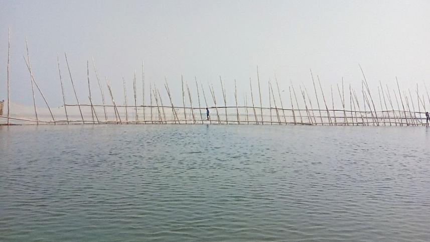 Haor seedbeds.jpg