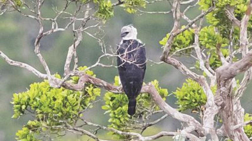 Harpy Eagle.jpg