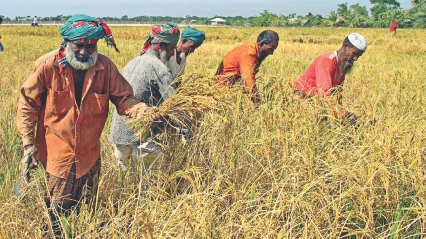 harvesting-crop.jpg