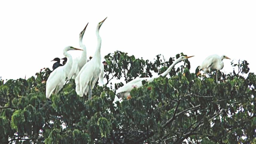 herons.jpg