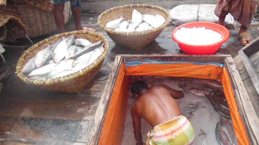 hilsha catching.jpg