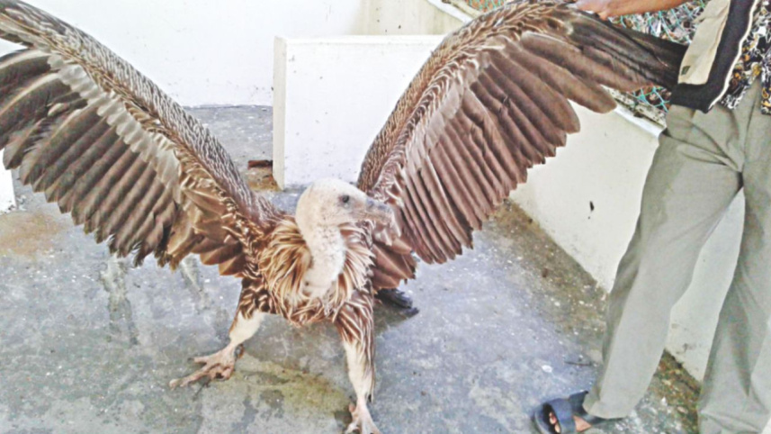 Himalayan vulture lost.jpg