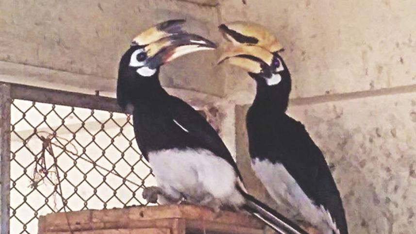 hornbill