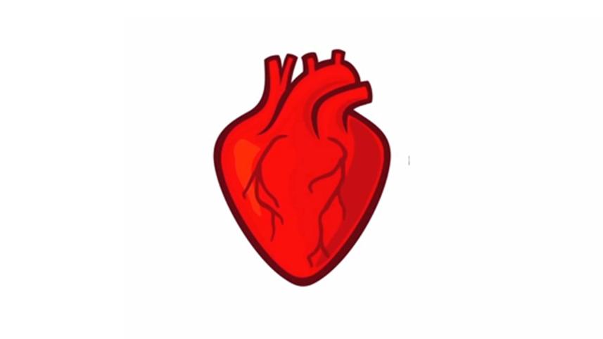 human-heart.jpg