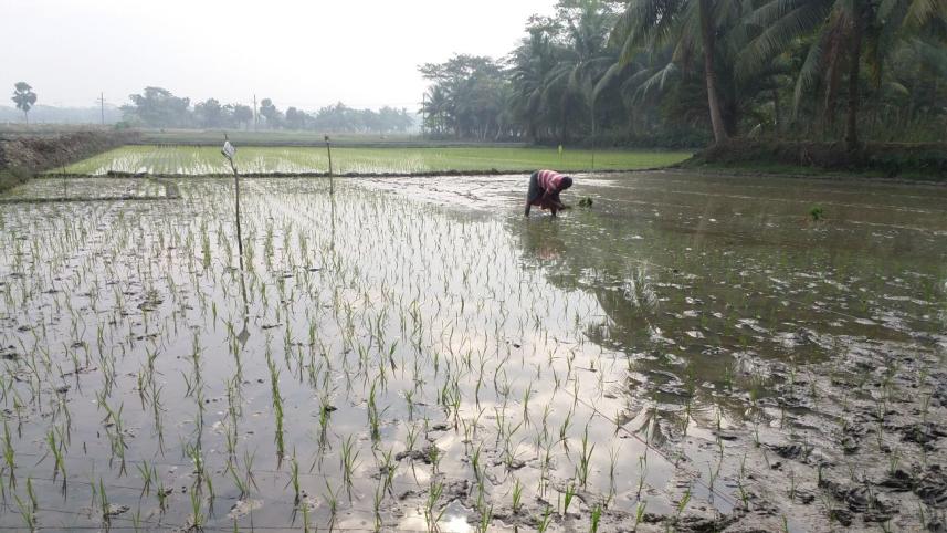 Hybrid paddy.jpg