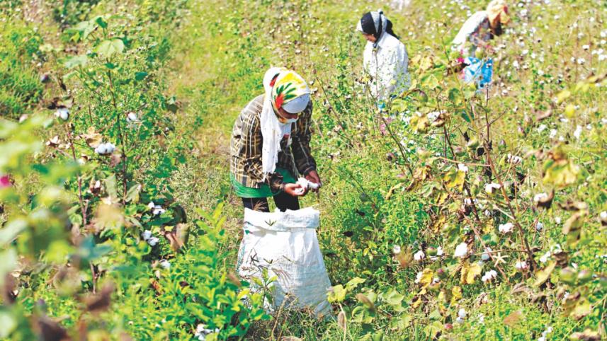 india cotton.jpg