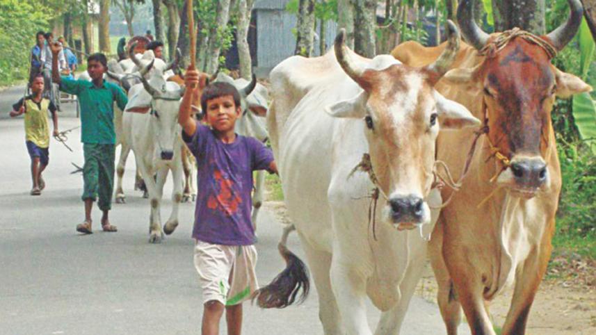 Indian-cattle.jpg