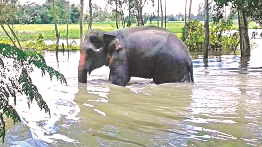 indian elephant rescue.jpg