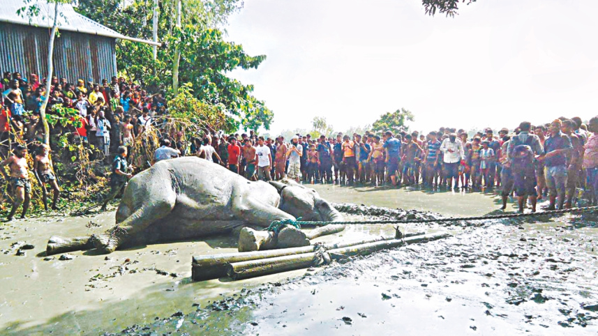 indian elephant rescued.jpg