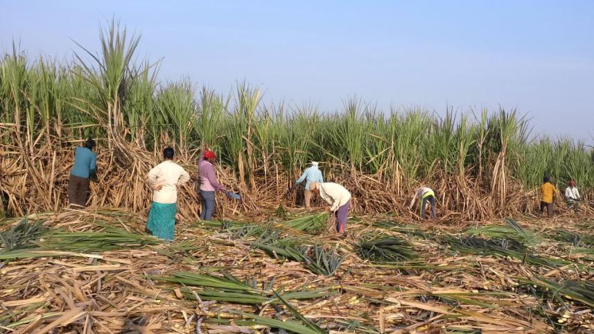 Indian sugar mills.jpg