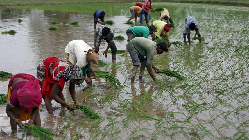Indias-rice-output.jpg