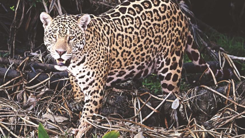 Jaguar Smiles.jpg
