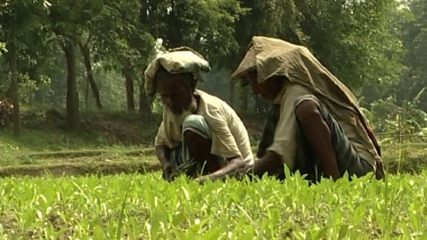 jute growers.jpg