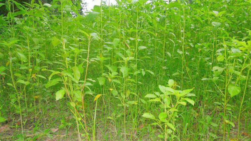 Jute yield.jpg