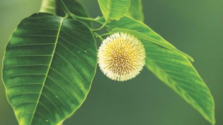 kadam flower.jpg