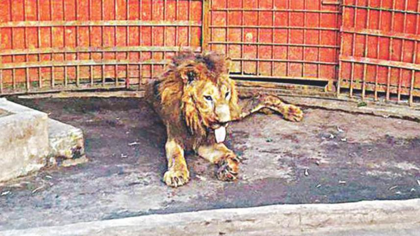 Lion-1.jpg