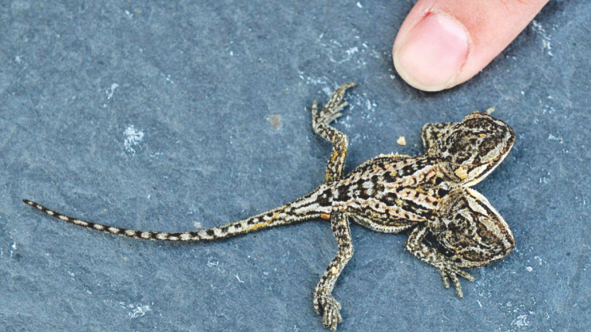 lizard.jpg