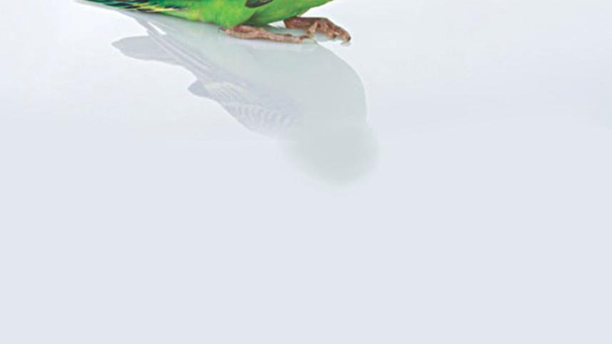 Lost Budgie