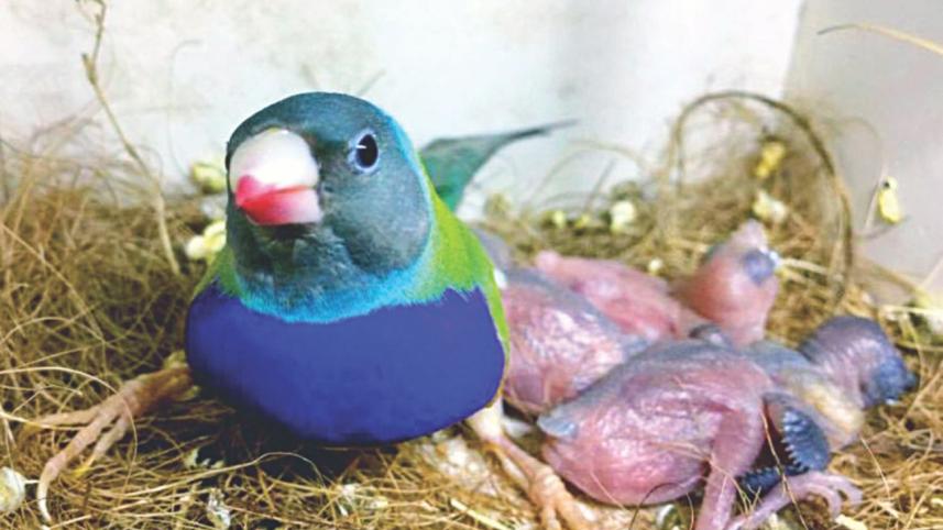 love finches 1.jpg
