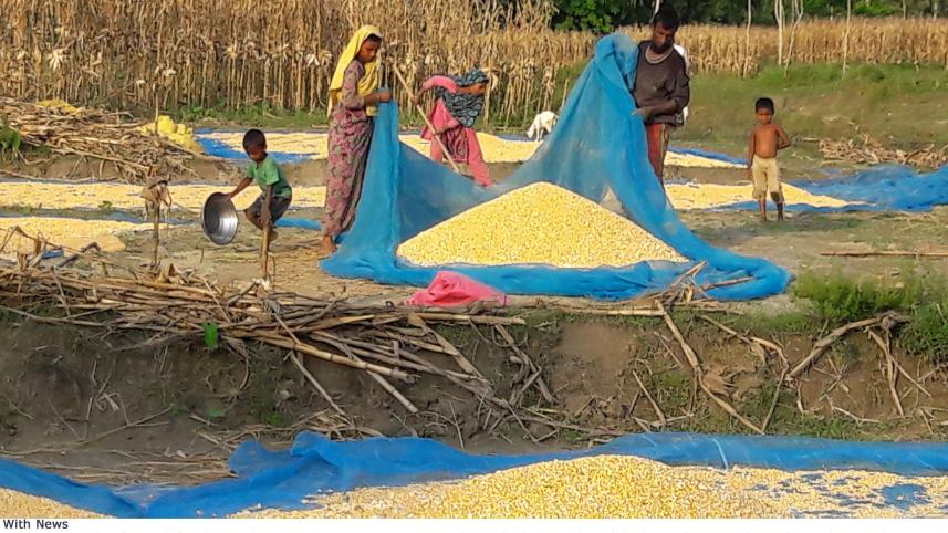 maize.JPG