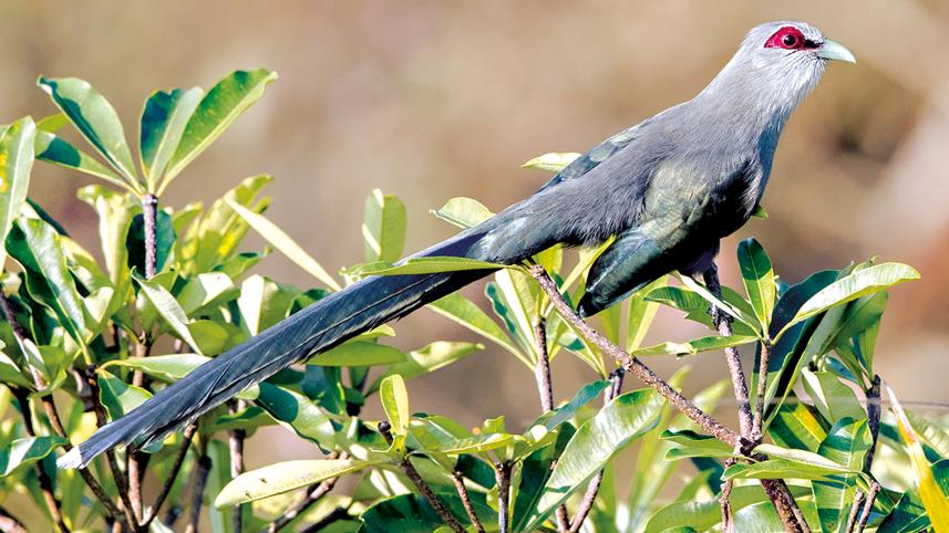 Malkoha.jpg