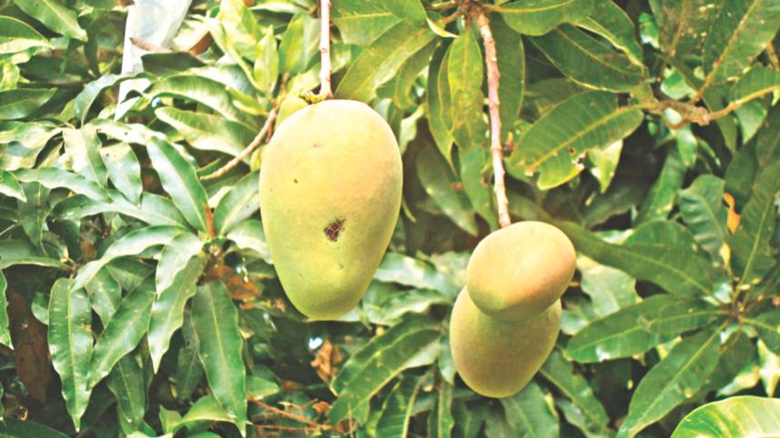 mango.jpg