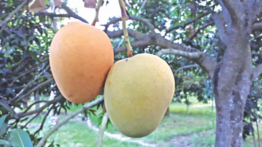 mango