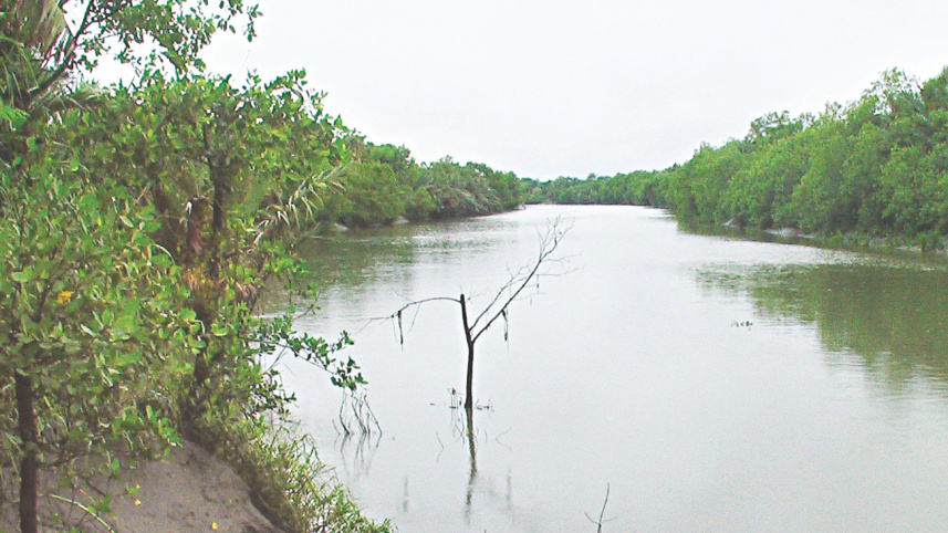 Mangroves.jpg