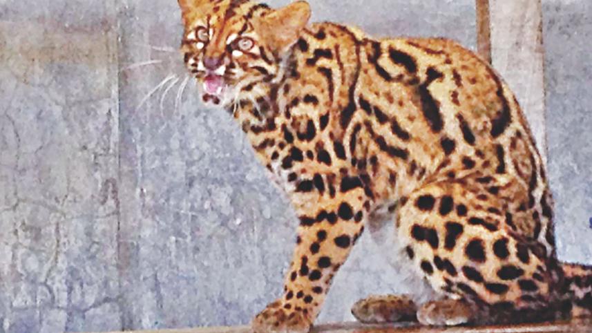 marbled.jpg