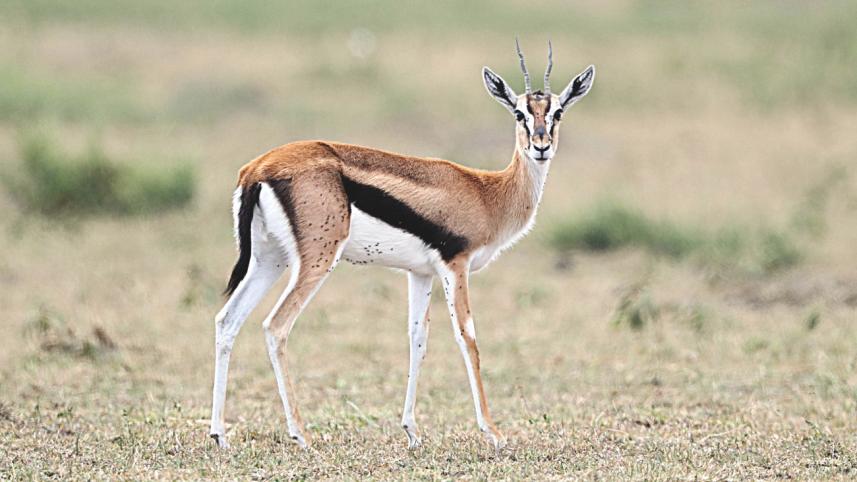 masaimara.jpg