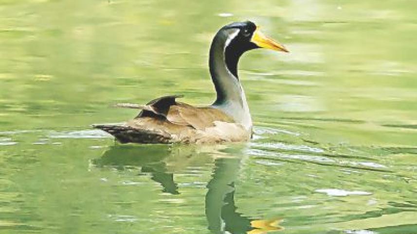Masked Finfoot.jpg