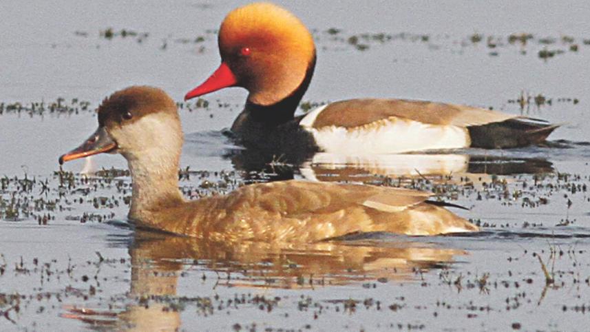 migratory bird.jpg