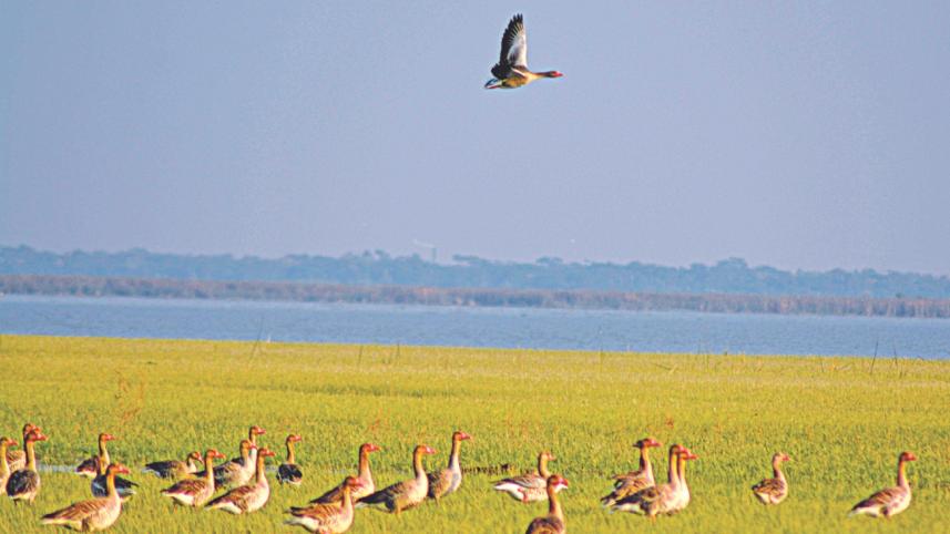migratory birds.jpg