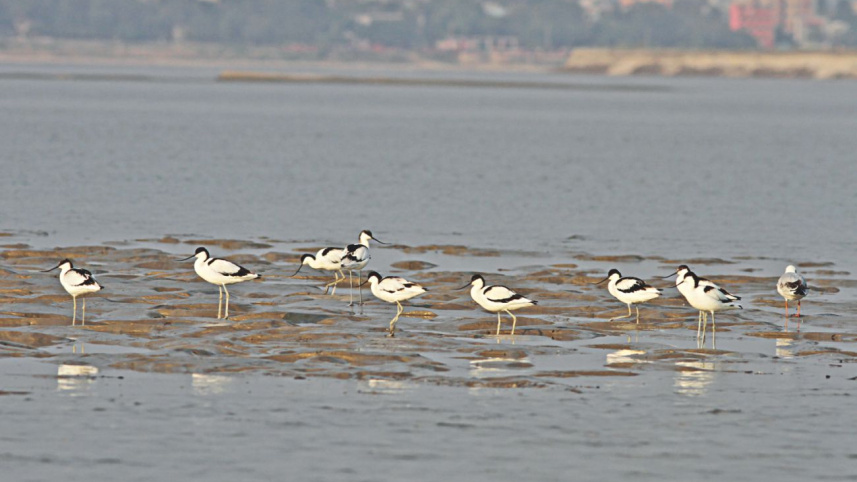 migratory birds