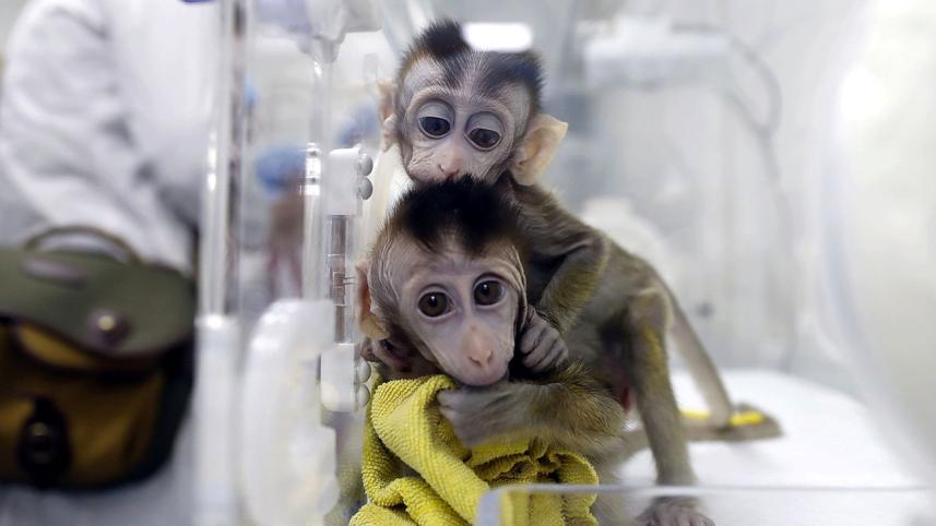 Monkey.jpg