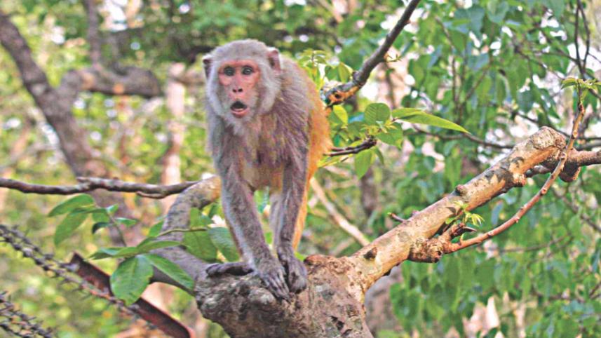 monkey.jpg